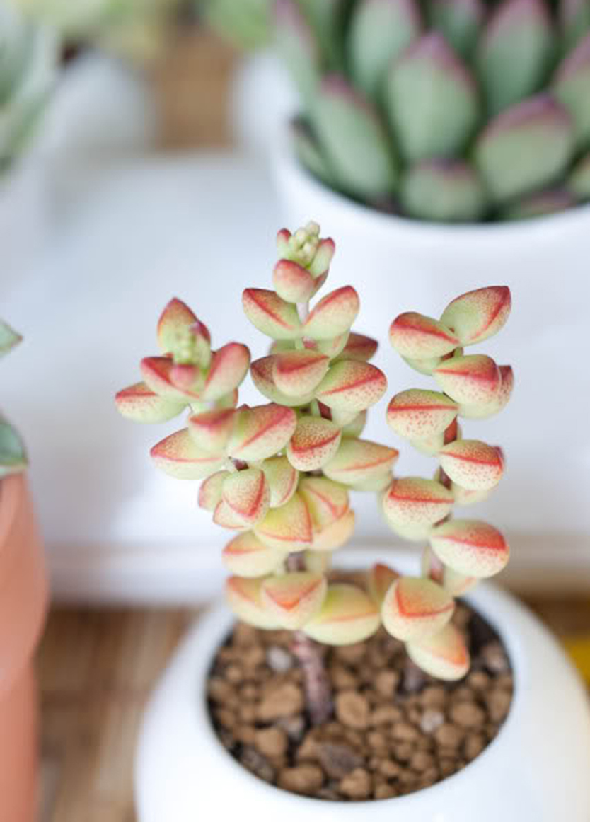  p>半球星乙女( i>crassula rupestris /i> ssp.