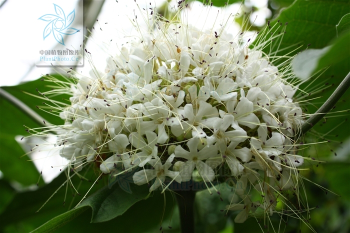  p data-id="tzamtllimhqb">臭茉莉唇是形科大青属 a target="_blank"