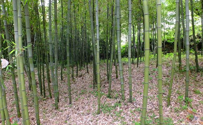  p> a href="#" data-lemmaid="2592874"> /a>毛金竹(学名: i>