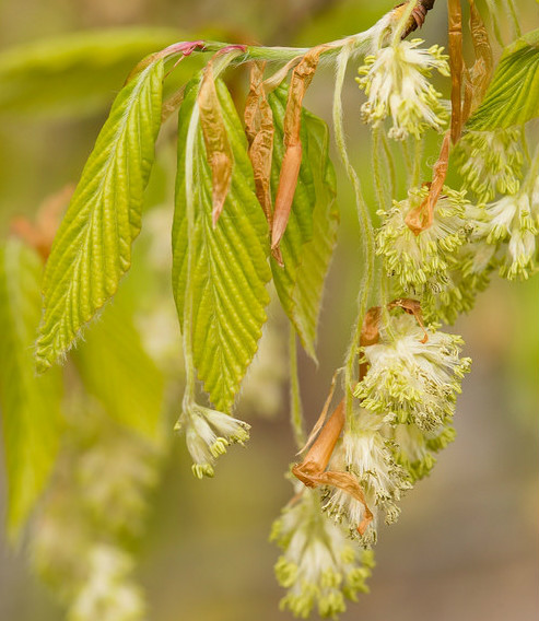 为山毛榉目 a target="_blank" href="/item/壳斗科/7640479" data