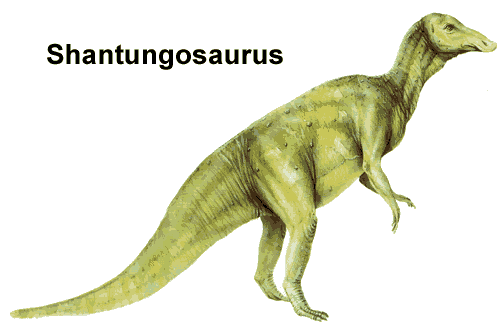  p>山东龙( i>shantungosaurus /i>)是 a href="#" data-lemmaid="