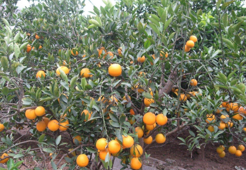  p>山橙属约有53种,分布于 a href="#" data-lemmaid="133681">亚洲 