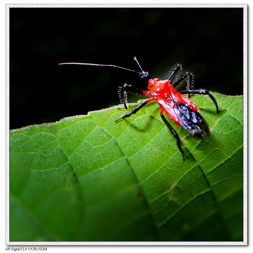 在中欧则只有1个属和两个种.成熟的红蝽有9