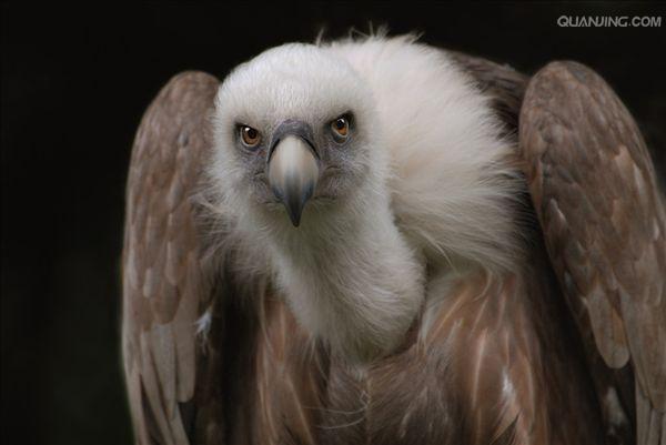  p>兀鹫(学名: i>gyps fulvus /i>):是鹰科,兀鹫属的鸟类.