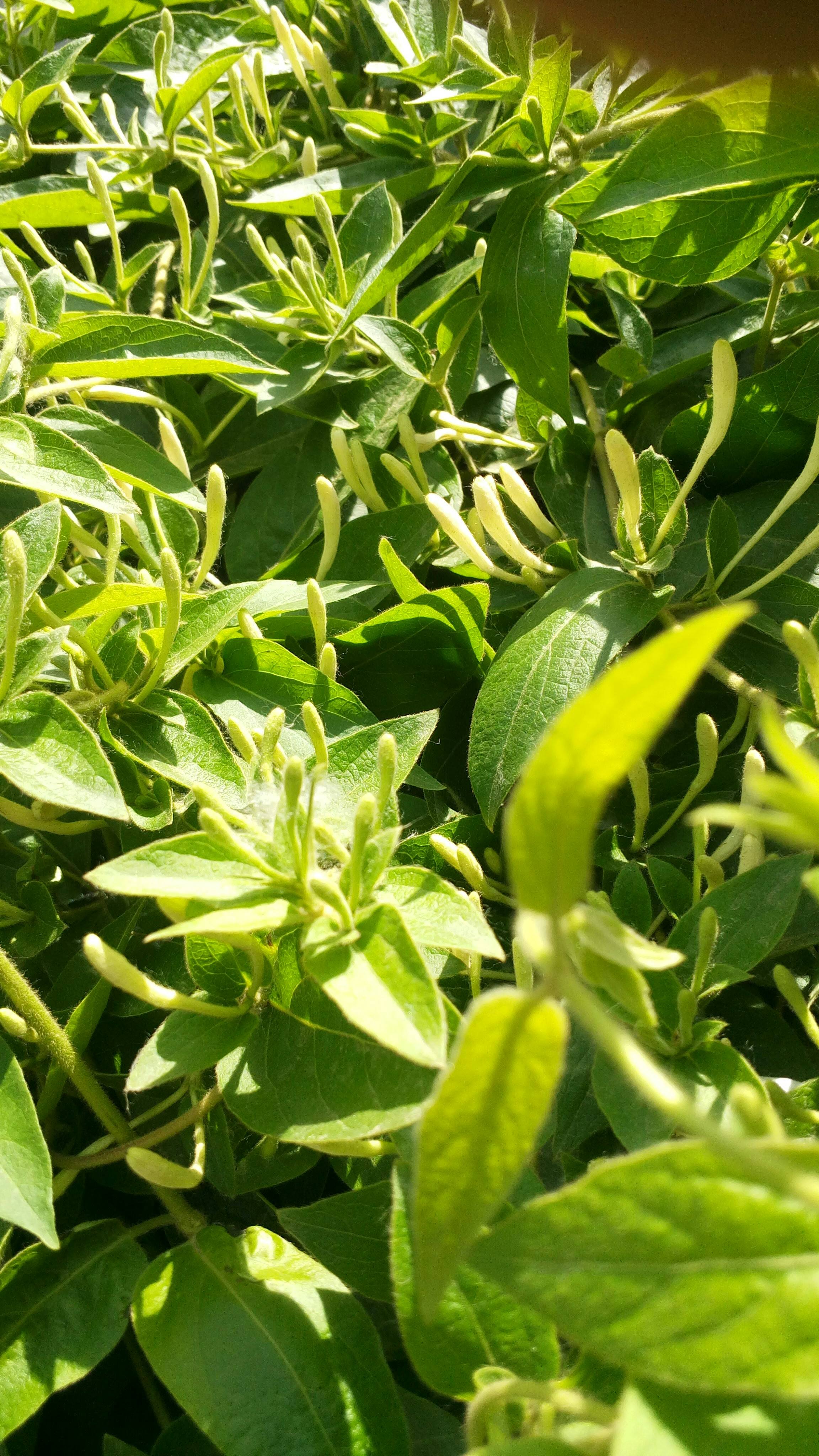  p>南江金银花,四川省南江县特产,中国 a target="_blank" href="