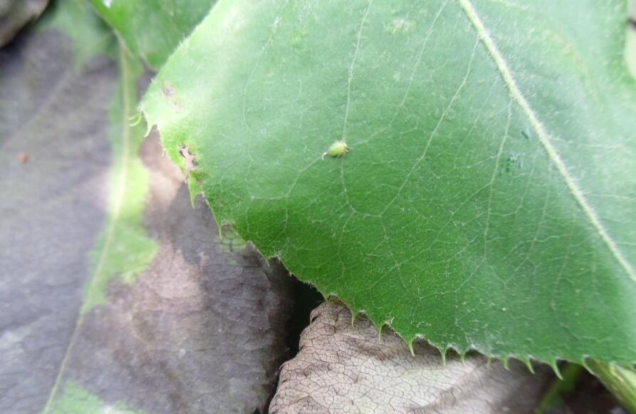  p>中国梨木虱(psyllachinensis)是 a href="#" data-lemmaid="