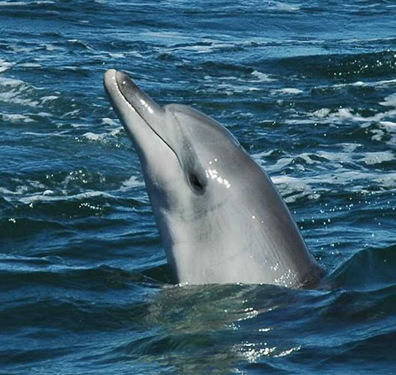 宽吻海豚