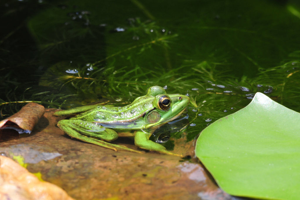  p>金线蛙是指 a href="#" data-lemmaid="8595889">金线侧褶蛙 /a>种