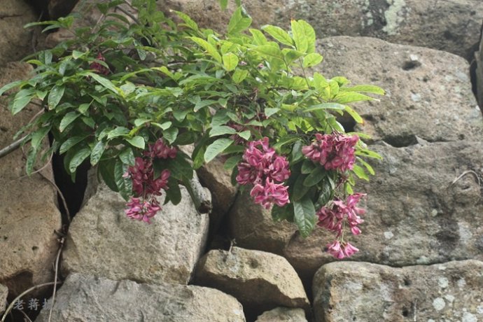  p>崖藤( a target="_blank" href="/item/学名/8074290" data-lemma