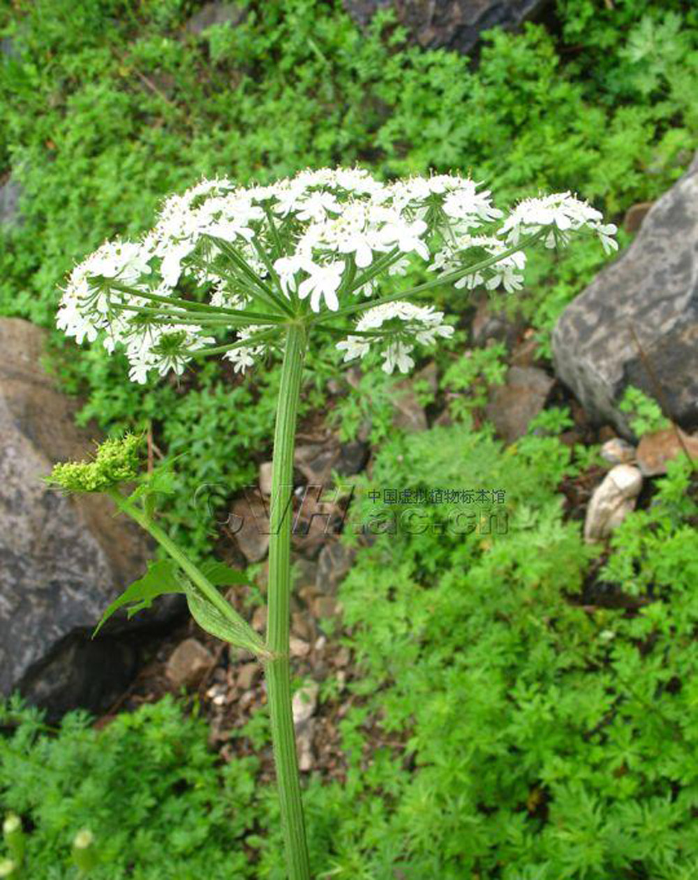  p>华中前胡(学名: i>peucedanum medicum /i> dunn)是伞形科前胡属的