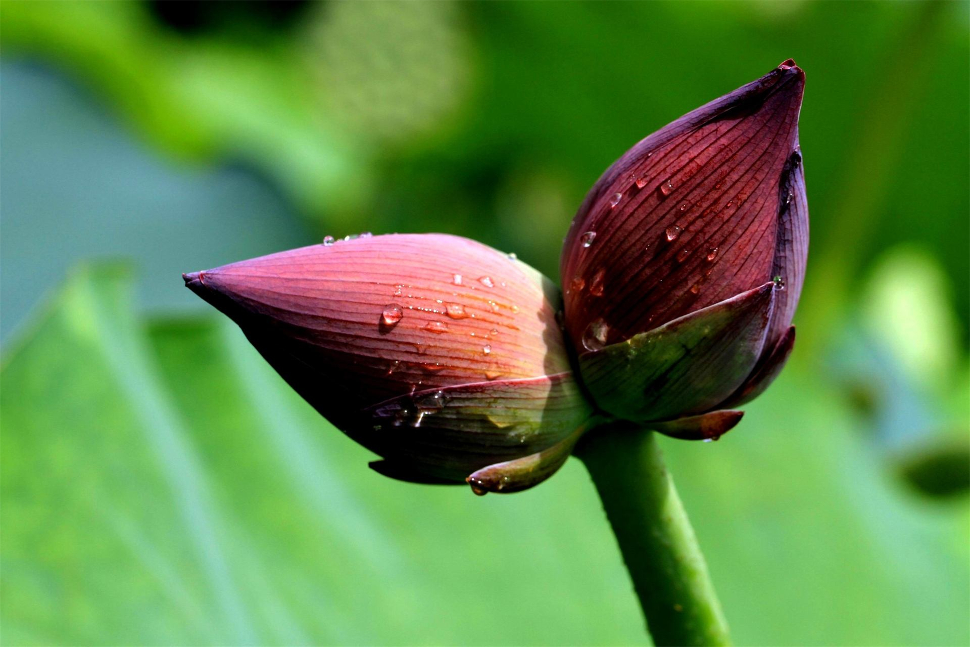 并蒂莲花