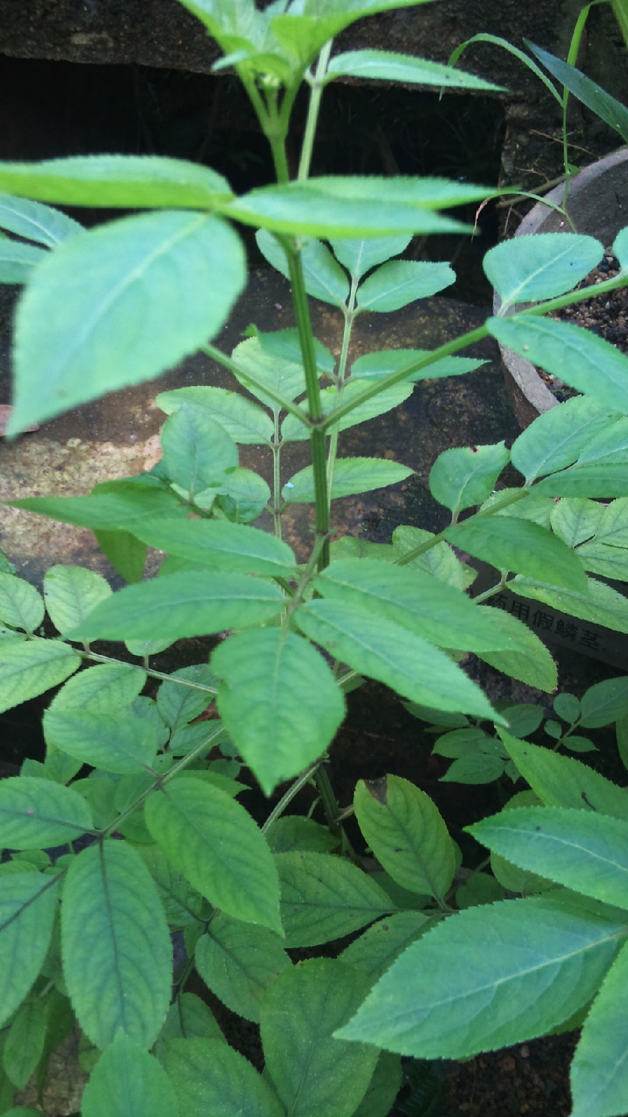 ardisia japonica (thunb.) blume