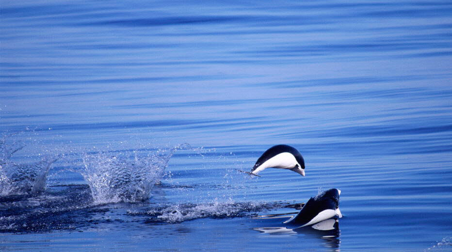  p>南露脊海豚(学名: i>lissodelphis peronii /i>) a target="_blank