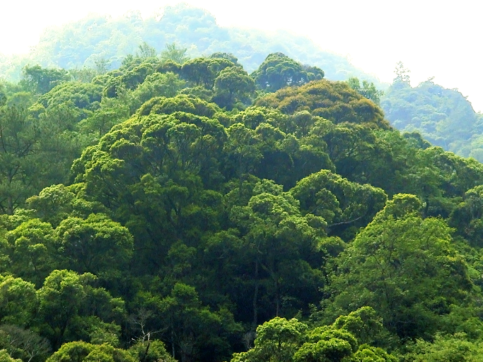  p>阔叶林:由 b> a target="_blank" href="/item/阔叶树">阔叶树 /a>