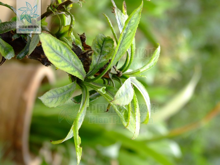  p>千头艾纳香,又名火油草,走马风.是一种多年生植物. /p>