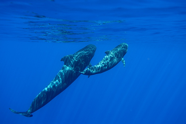 long-finned pilot whale