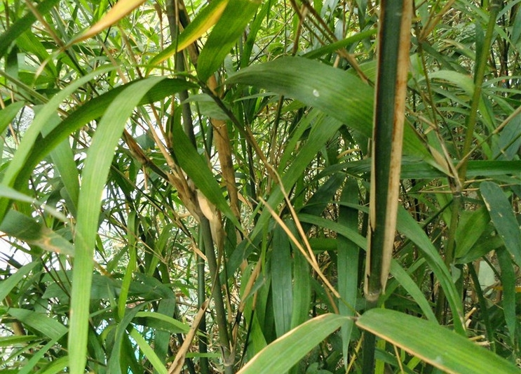 pseudosasa orthotropa