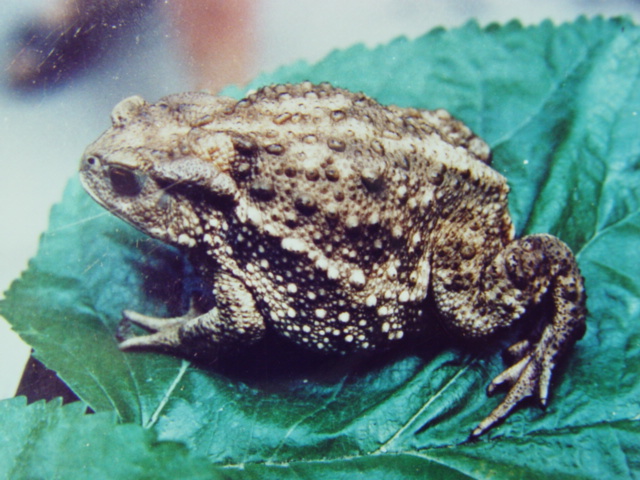  p>蟾蜍,也叫 a target="_blank" href="/item/蛤蟆">蛤蟆 /a>há ma