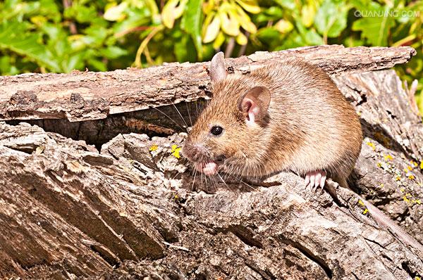 mus musculus linnaeus