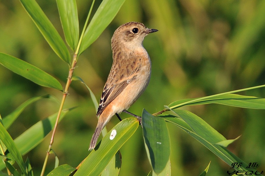 黑喉石鵖东北亚种