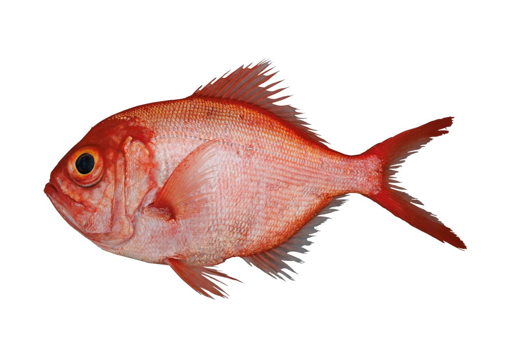  p>十指金眼鲷,学名: i>beryx decadactylus /i> (cuvier, 1829),为 a