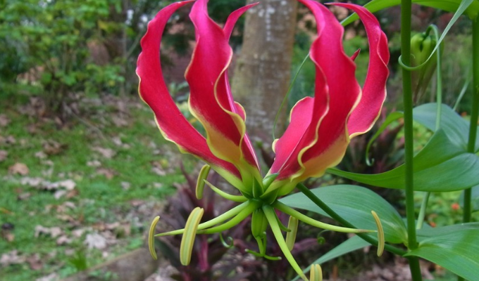 gloriosa l.