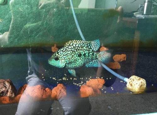  p>绿巨人,是一种观赏鱼,香港地区也称"巨人珍珠",是德州豹家族中的