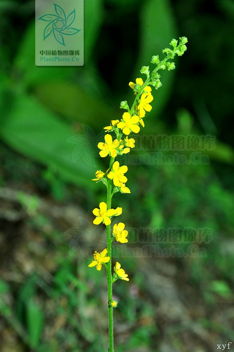  p> b>小花龙芽草 /b>(学名: b> i>agrimonia nipponica /i> /b> b>