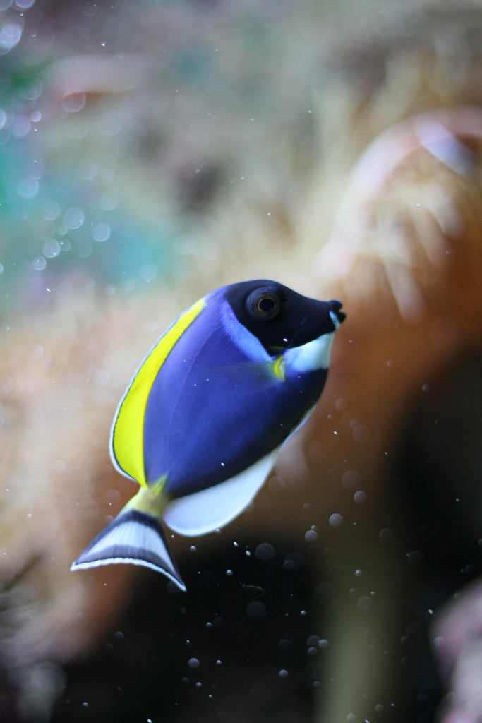 形体椭圆, a href="#" data-lemmaid="7398723">尾鳍 /a>叉形