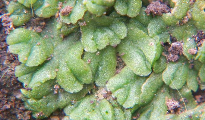 fluitans)又称纤细钱藓,漂浮在浅池,带状,绿色,有分枝,宽约0.