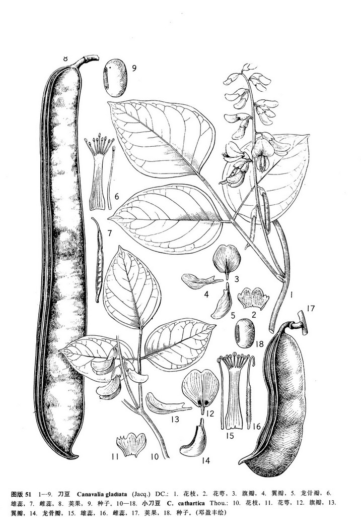  p data-id="gnbar960me">小刀豆( i>canavalia