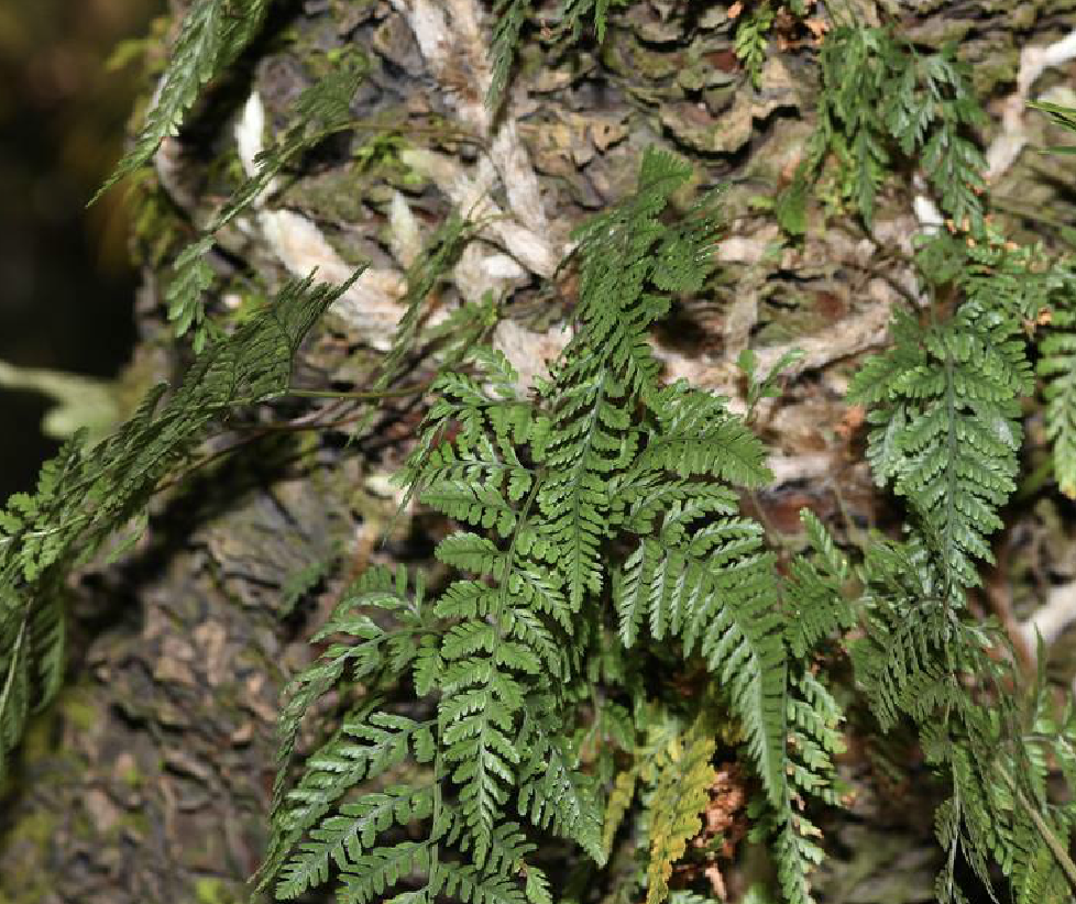 是骨碎补科阴石蕨属植物,植株高达40厘米.