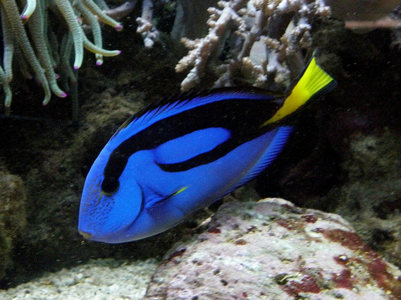  p>拟刺尾鲷( i>paracanthurus hepatus /i>):又称蓝倒吊,刺尾鱼科副