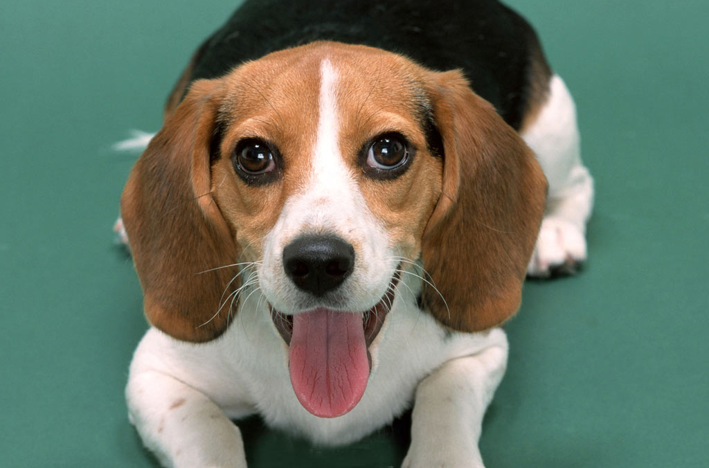  p>米格鲁猎兔犬又称为"比格犬",是世界名犬犬种之一,在分类上属于