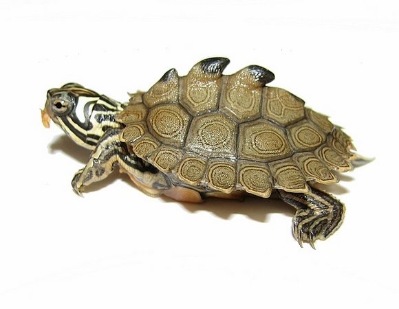  p>黑瘤地图龟属泽龟科.