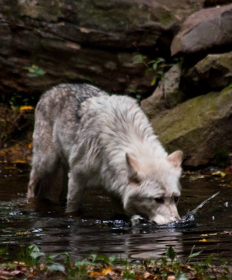  p>苔原狼 i>(学名:canis lupus albus) /i>是灰狼的一个亚种,属于