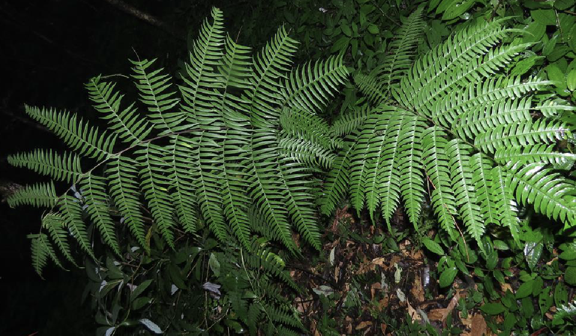  p>溪边凤尾蕨(学名: i>pteris /i>  i>excelsa /i> gaudich.