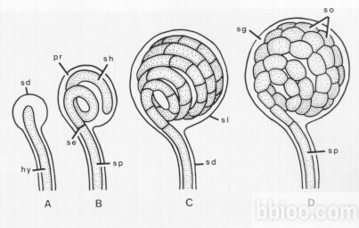  p>作者单位中国科学院微生物研究所细菌分类学 实验室放线菌分类组