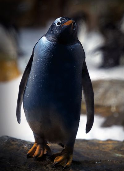 p·papua gentoo penguin