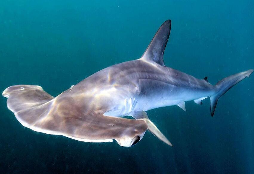 锤头双髻鲨