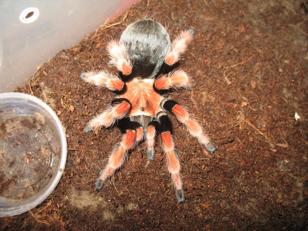 墨西哥火脚蜘蛛