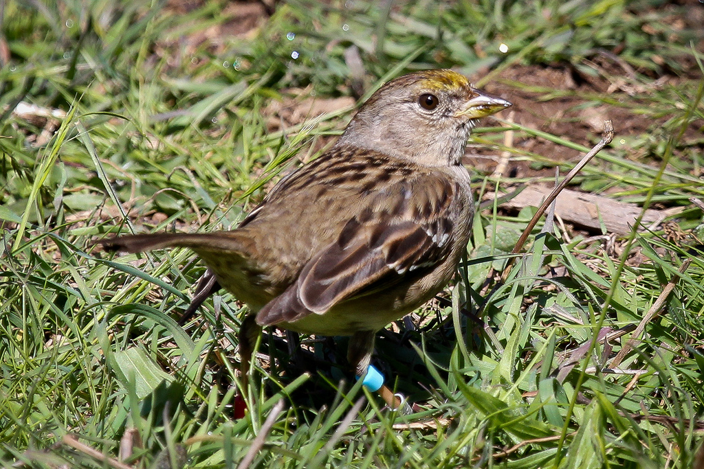  p>金冠带鹀是 a href="#" data-lemmaid="3516708">脊索动物门 /a>, 