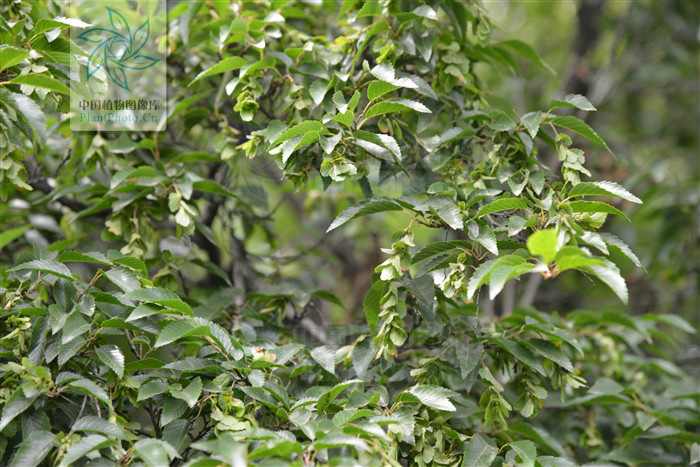 鹅耳枥(原变种)