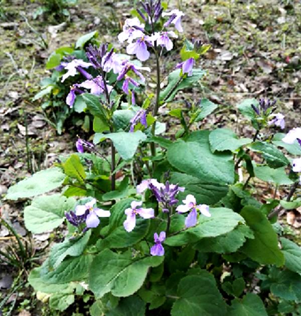  p>诸葛菜(学名: i>orychophragmus violaceus  /i>(l.) o. e.