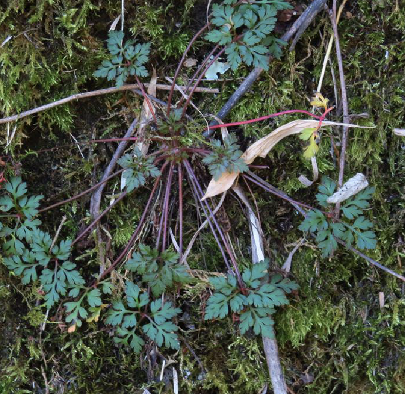t. wang)是毛茛科黄连属多年生草本植物,具多数须根.