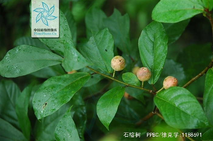  p> b>石榕树 /b>(学名: i>ficus abelii /i>)是 a href="#" data