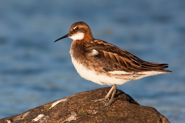  /a>, a href="#" data-lemmaid="16615978">瓣蹼鹬属 /a>的小型水禽