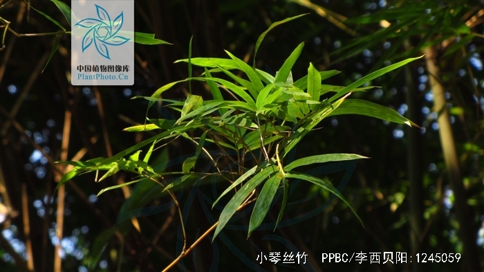 bambusa var.alphonse-karr