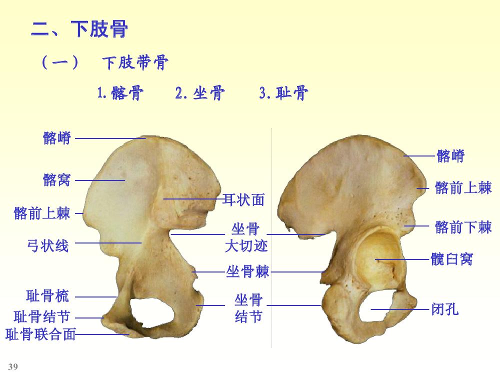  p>附肢,是指 a target="_blank" href="/item/动物/216062" data