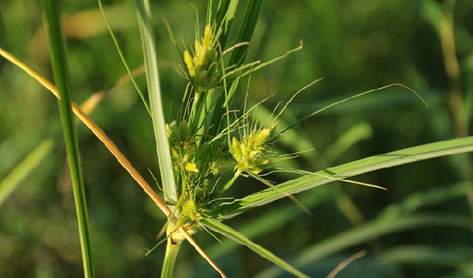 scirpus karuizawensis makino